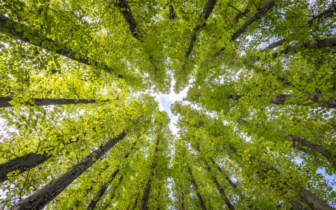 Andar per Parchi e Giardini