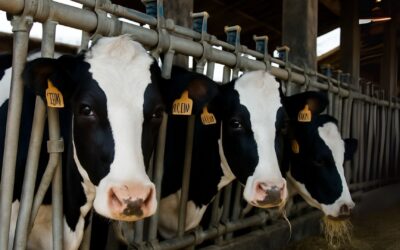 Graduatoria Bando SRD02 – Azione D – Investimenti produttivi agricoli per il benessere animale